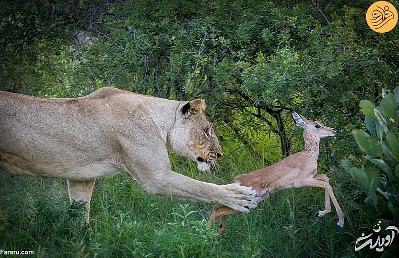 (تصاویر) (تصاویر)